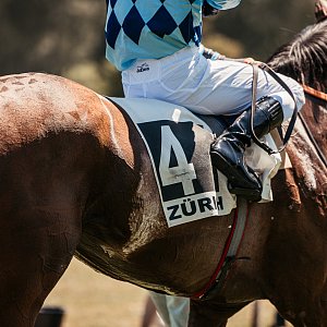 web 20250622 Dielsdorf animalrace.art 00272