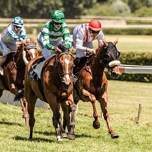 web 20250622 Dielsdorf animalrace.art 00506