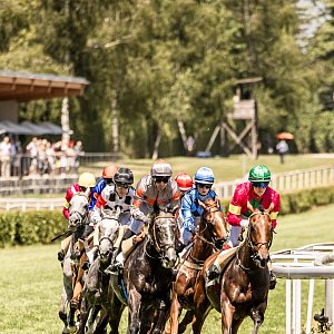 web 20250622 Dielsdorf animalrace.art 00634