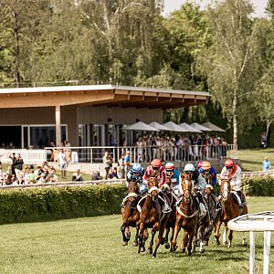 web 20260503 Dielsdorf animalrace.art 01470