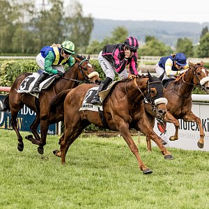 web 20260503 Dielsdorf animalrace.art 01761
